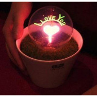 Saksı Ampül I Love You